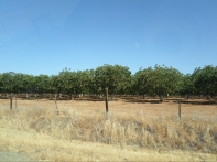 Früchte des Zorns: Orangenfelder in Kalifornien.